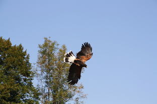 猛龙主场击败老鹰，取得九连胜