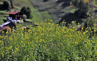 绿军内部矛盾暴露，前景雾里看花
