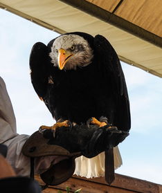 猛龙力克老鹰，获得季后赛门票